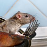 deratyzacja piaseczno, zwalczanie myszy piaseczno, zwalcznie szczurów piaseczno