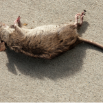 deratyzacja warszawa, zwalczanie myszy warszawa, zwalczanie szczurów warszawa