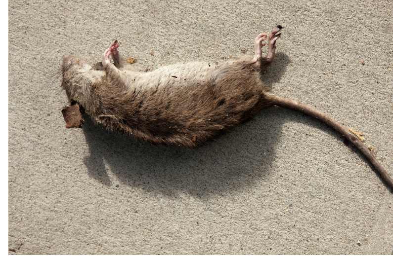 deratyzacja warszawa, zwalczanie myszy warszawa, zwalczanie szczurów warszawa