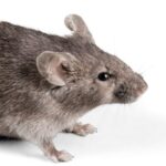 deratyzacja mazowieckie, Deratyzacja Warszawa skutecznie i dyskretnie. Deratyzacja Piaseczno Pruszków