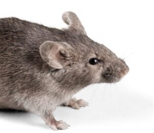 deratyzacja mazowieckie, Deratyzacja Warszawa skutecznie i dyskretnie. Deratyzacja Piaseczno Pruszków