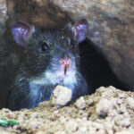 deratyzacja warka, zwalczanie myszy warka, zwalczanie szczurów warka