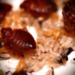 Dezynsekcja pluskwy Pruszków Skutecznie i z gwarancją. Zwalczanie pluskiew Pruszków, dezynsekcja pruszków