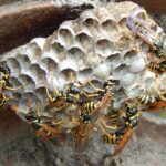 usuwanie gniazd os warszawa