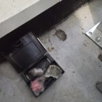 deratyzacja grójec, zwalczanie myszy grójec, zwalczanie szczurów grójec