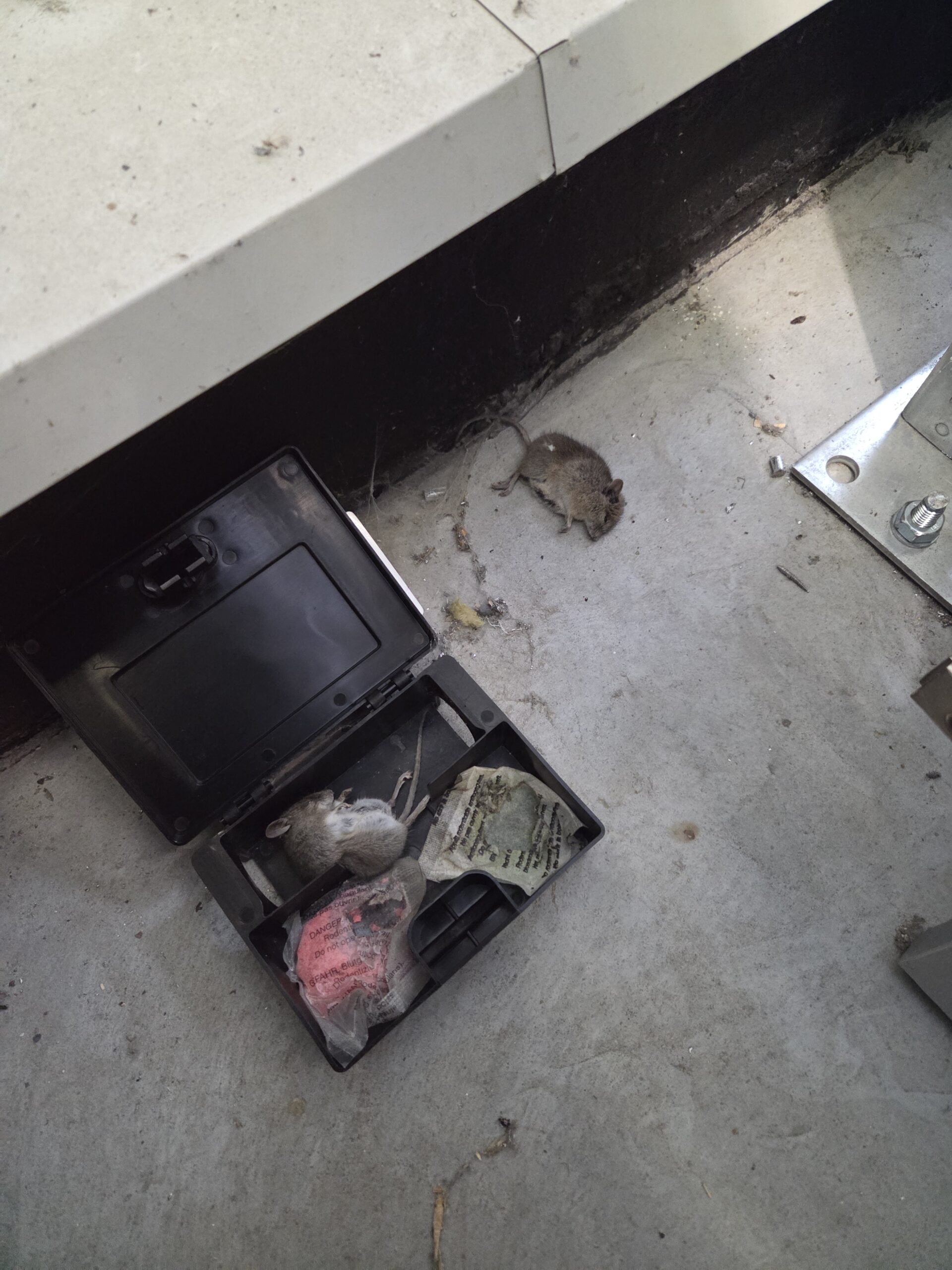 deratyzacja grójec, zwalczanie myszy grójec, zwalczanie szczurów grójec