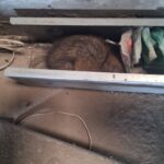 deratyzacja warszawa, zwalczanie myszy warszawa, zwalczanie szczurów warszawa