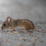 deratyzacja pruszków, zwalczanie myszy pruszków, zwalczanie szczurów pruszków