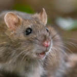 deratyzacja grodzisk mazowiecki, zwalczanie myszy grodzisk mazowiecki, zwalczanie szczurów grodzisk mazowiecki