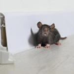 deratyzacja góra kalwaria, zwalczanie myszy góra kalwaria, zwalczanie szczurów góra kalwaria